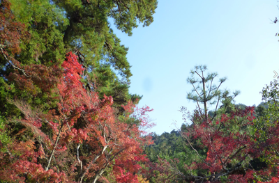 紅葉谷公園