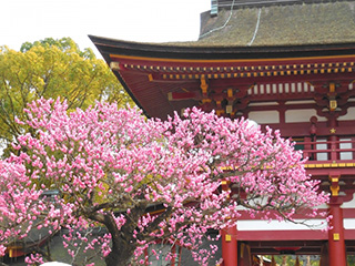 太宰府天満宮(福岡県)