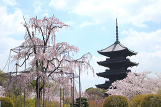 東寺(京都府)