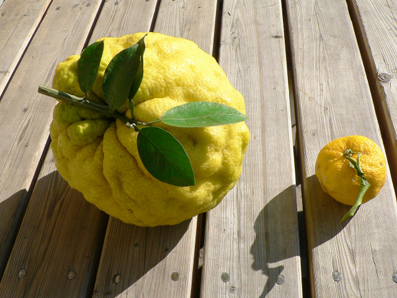 yuzu