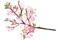 春眠桜