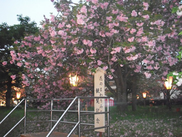 造幣局広島桜1
