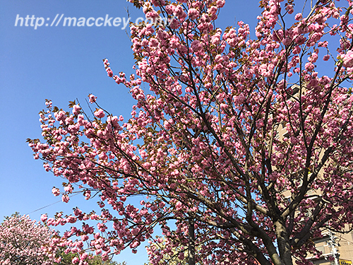 花のまわりみち桜アップ