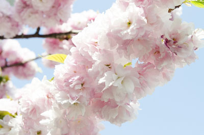 八重桜メイン