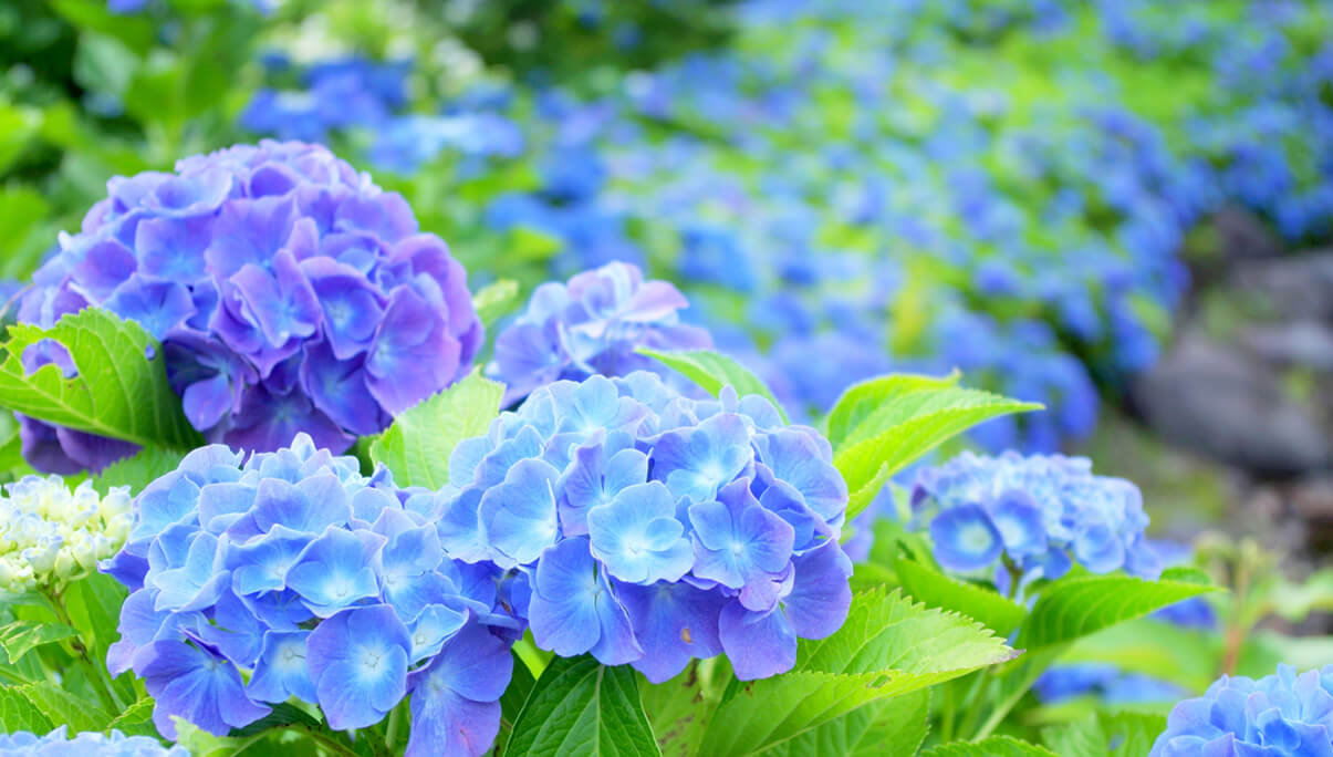 紫陽花アイキャッチ