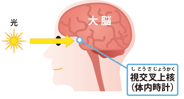 脳の図