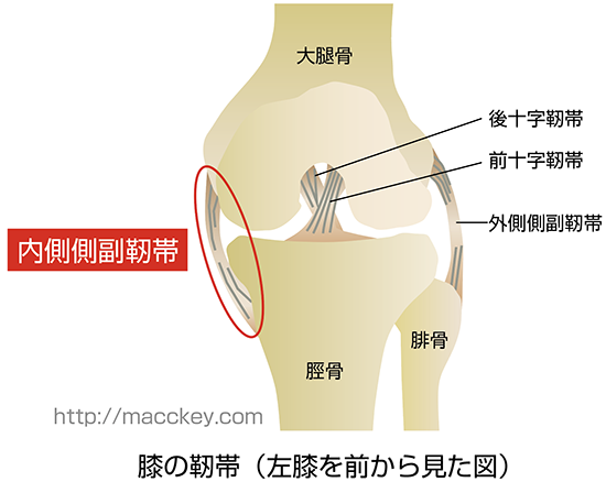 膝の関節の図これ